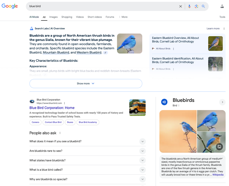 Google results for “blue bird” in U.S.